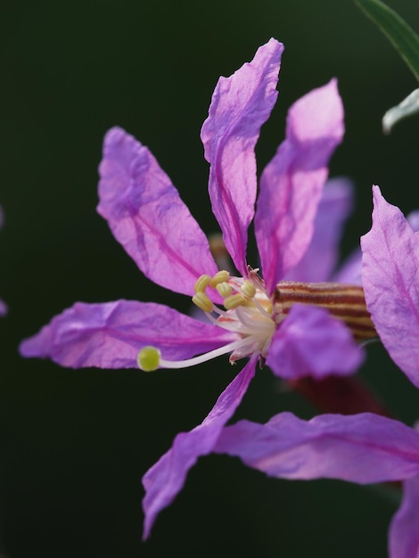 Lythrum salicaria blüht in den Strahlen der Sommersonne