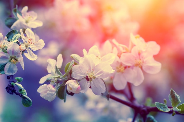 Maçã de flor vintage ao nascer do sol Fundo natural de primavera