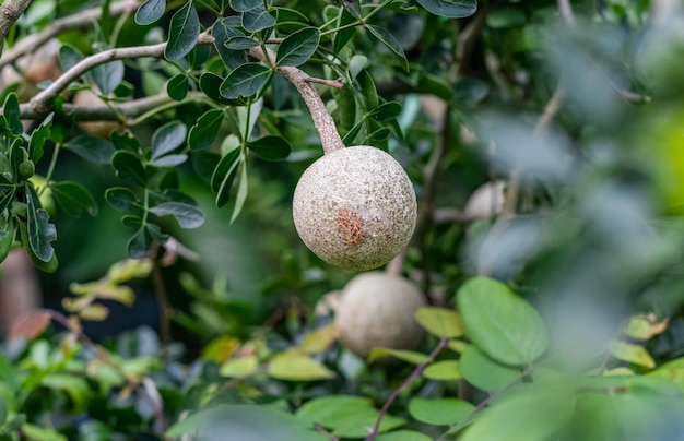 Maçã de madeira ou fruta limonia acidissima crescendo na árvore com espaço de cópia