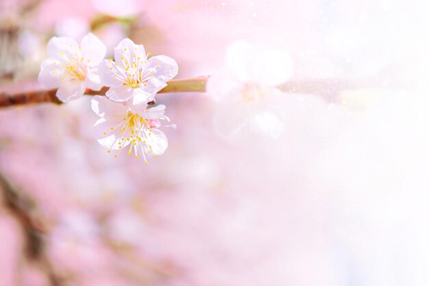 Maçã de ramo florescendo Flores de primavera coloridas brilhantes