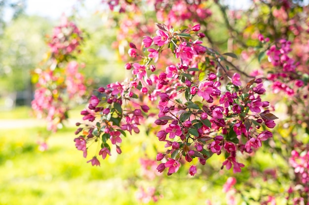 Maçã floresce árvores de primavera em flores brancas em árvores