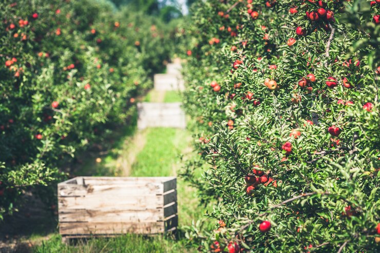 Foto maçã jardim cheio de frutas vermelhas riped