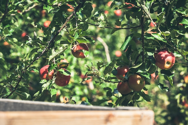 Maçã jardim cheio de frutas vermelhas riped