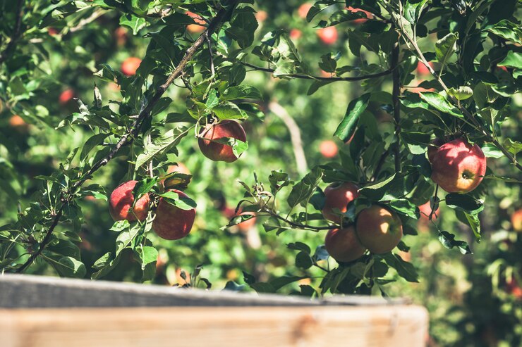 Foto maçã jardim cheio de frutas vermelhas riped