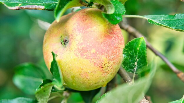 Maçã no galho Fruta pendurada na árvore Fruta rica em vitaminas Alimentos