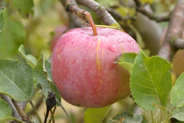 Maçã rosa na árvore