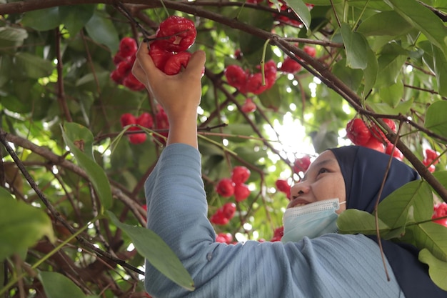 maçã rosa vermelha madura maçã rosa pendurada na árvore no jardim fruta exótica sendo colhida pelo fazendeiro