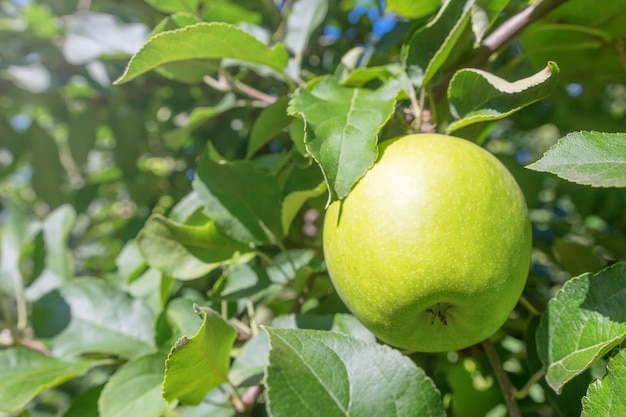 Maçã Verde na Árvore, Macieira