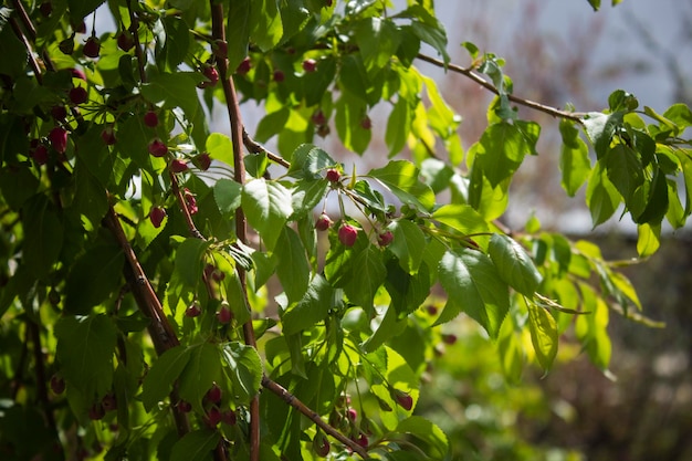 Maçã vermelha chinesa floresceu com flores vermelhas