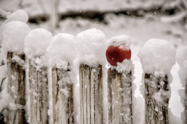 Maçã vermelha em cima do muro na neve