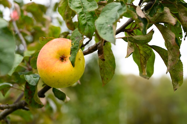 Maçã vermelha verde fruta madura em um galho de uma macieira no jardim