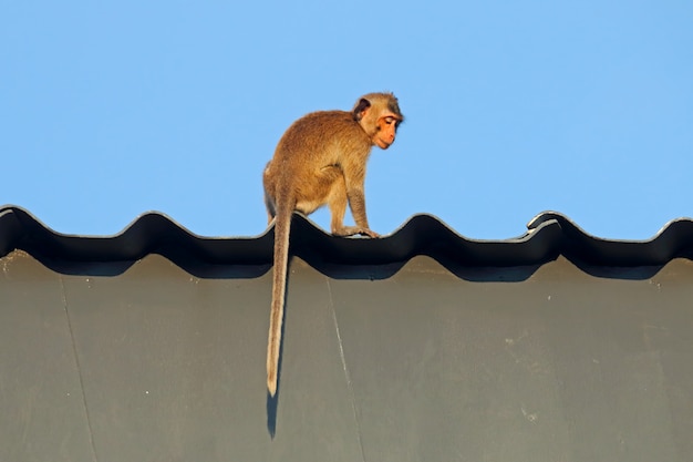 Macaca-de-cauda-comprida macaca fascicularis no telhado da casa