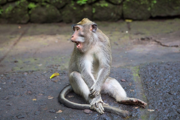 Macaca-de-cauda-longa (Macaca fascicularis) na Floresta dos Macacos Sagrados, Ubud, Indonésia