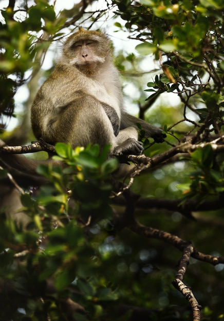 Macaca fascicularis (macacos que comen cangrejos o de cola larga) en la naturaleza.