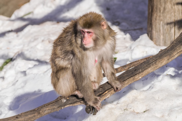 Macaca japonesa fêmea adulto macaca fuscata