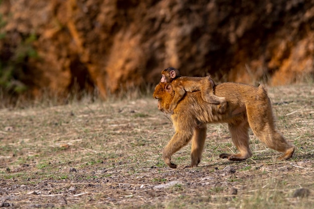 Macaca sylvanus. El mono de Gibraltar es una especie de primate catarrino de la familia Cercopithecidae.