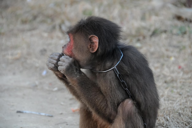 Macaco acorrentado no Vietnã