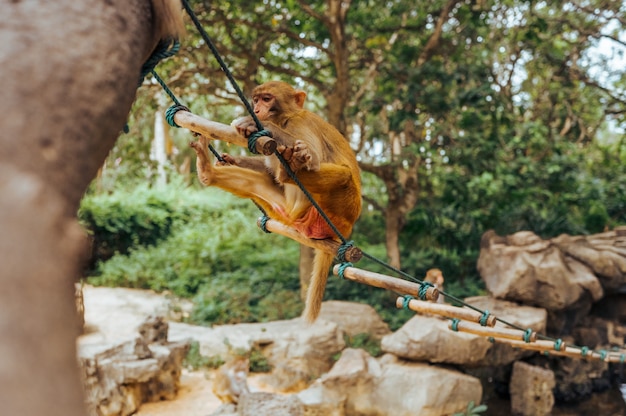 Macaco adulto de Rhesus do macaco da cara vermelha no parque natural tropical de Hainan, China. Macaco atrevido na área de floresta natural. Cena da vida selvagem com animal de perigo. Macaca mulata.