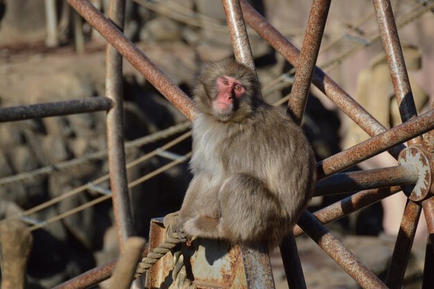 Macaco ao ar livre