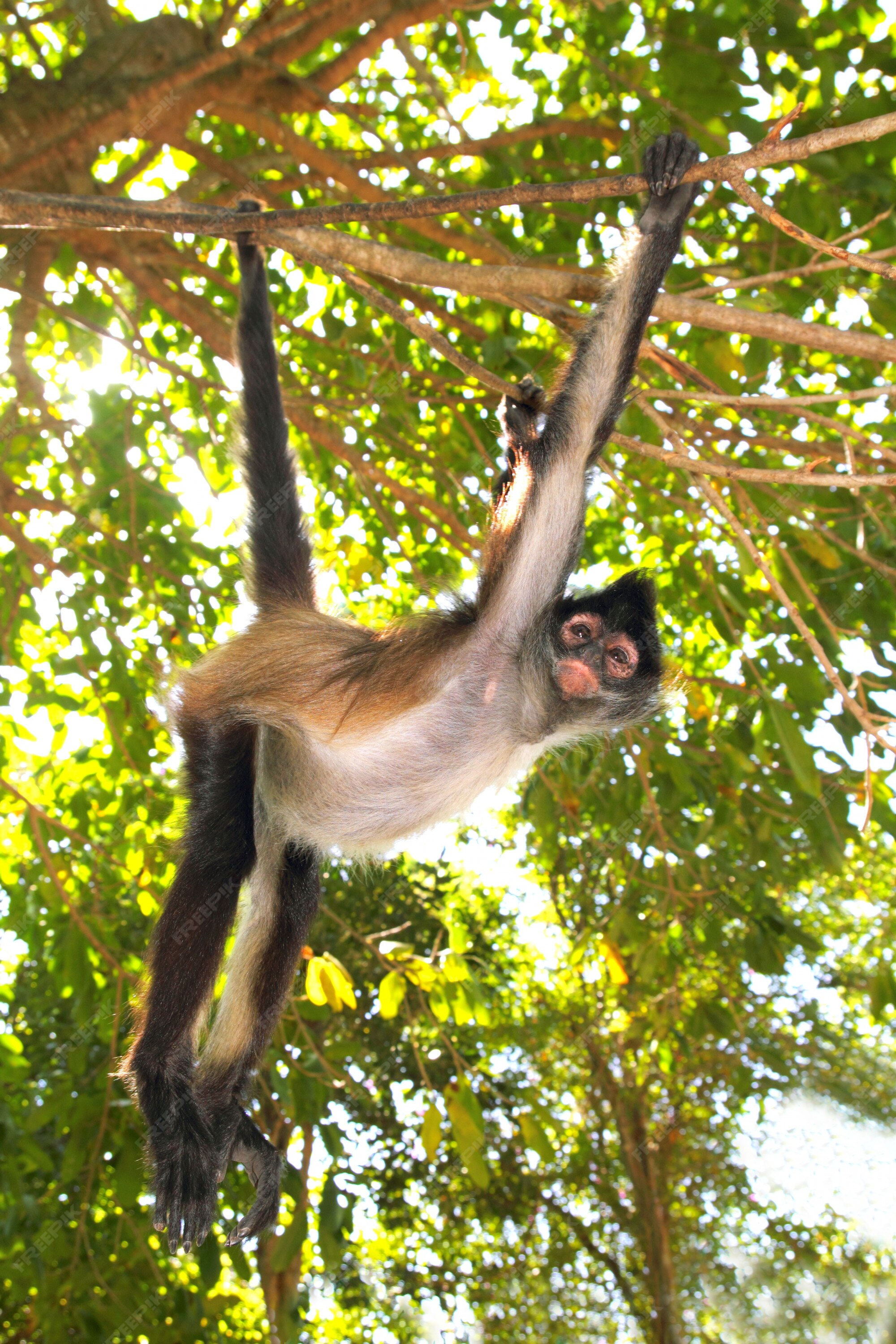 379 fotografias e imagens de Macaco Aranha - Getty Images