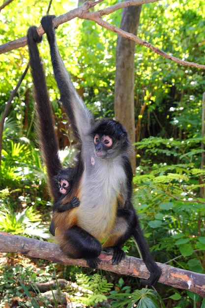 Macaco-aranha ateles geoffroyi américa central