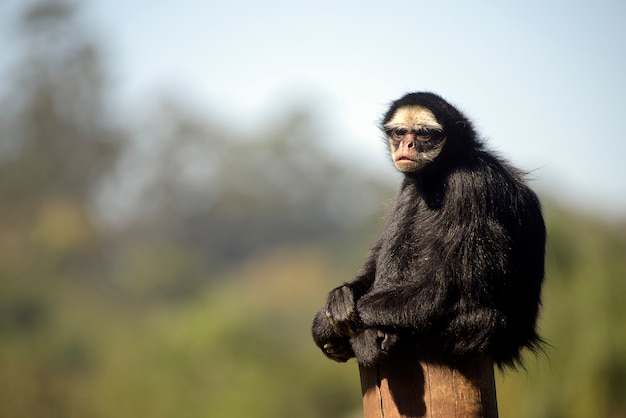 Macaco-aranha-de-bigode-branco no tronco da árvore