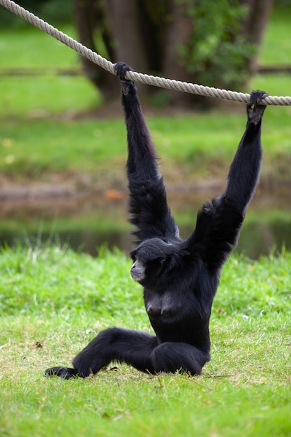 Macaco-aranha de cabeça preta pendurado em uma corda em um parque alemão