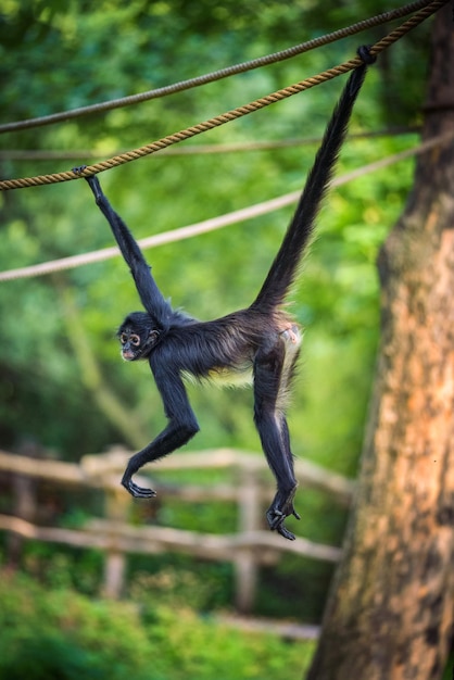 5.000+ melhores imagens de Macaco Aranha · Download 100% grátis