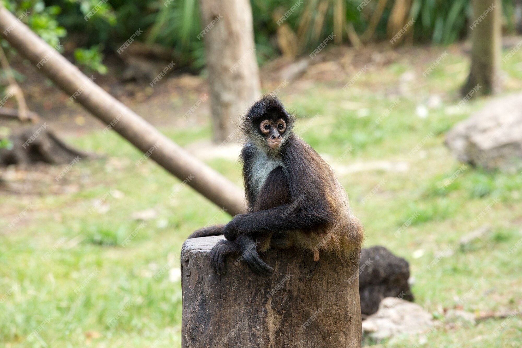 Macaco-aranha variegado imagem de stock. Imagem de rabugento