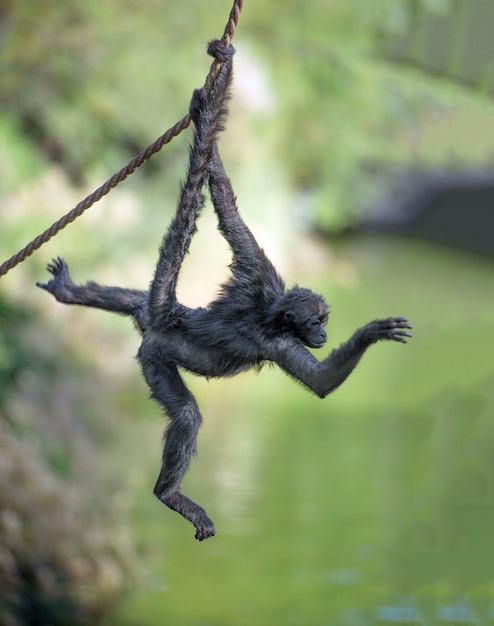 Foto macaco-aranha oscila em uma corda