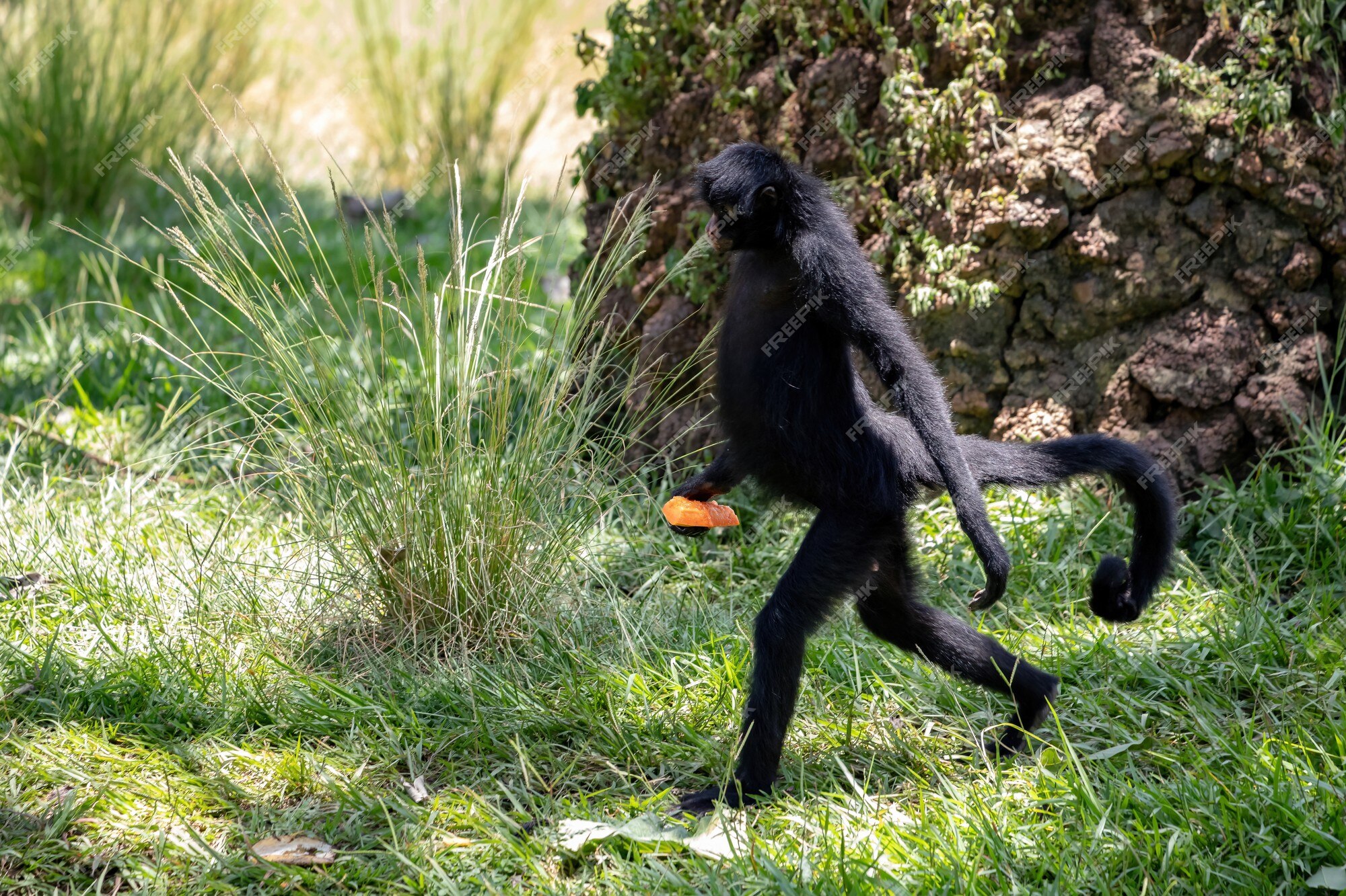 Despedida - Zoo Rio de Janeiro, Macaco-aranha-preto (Ateles…