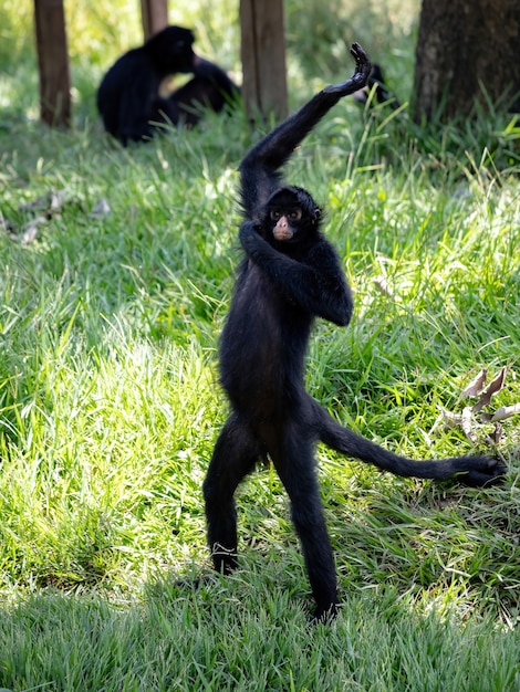 Macaco-aranha-de-cara-preta (Ateles paniscus) - Zoo de São…