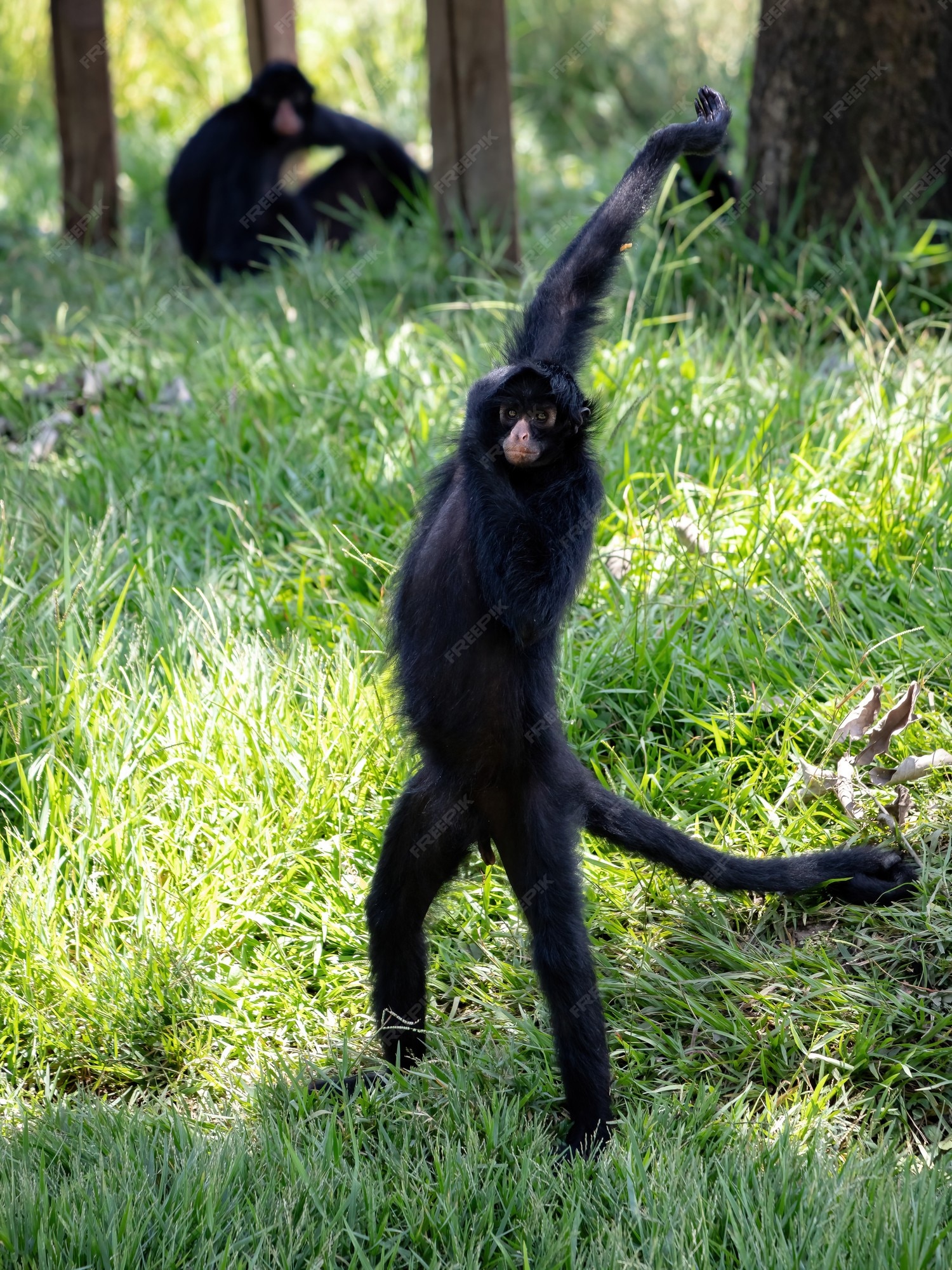 Macaco-aranha-preto-de-cara-preta da espécie ateles chamek