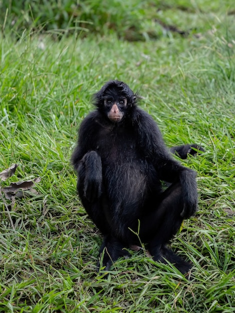 Foto de Preto Macacoaranha e mais fotos de stock de Macaco-aranha