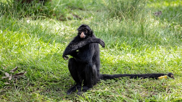 Macaco-aranha-preto-de-cara-preta da espécie Ateles chamek