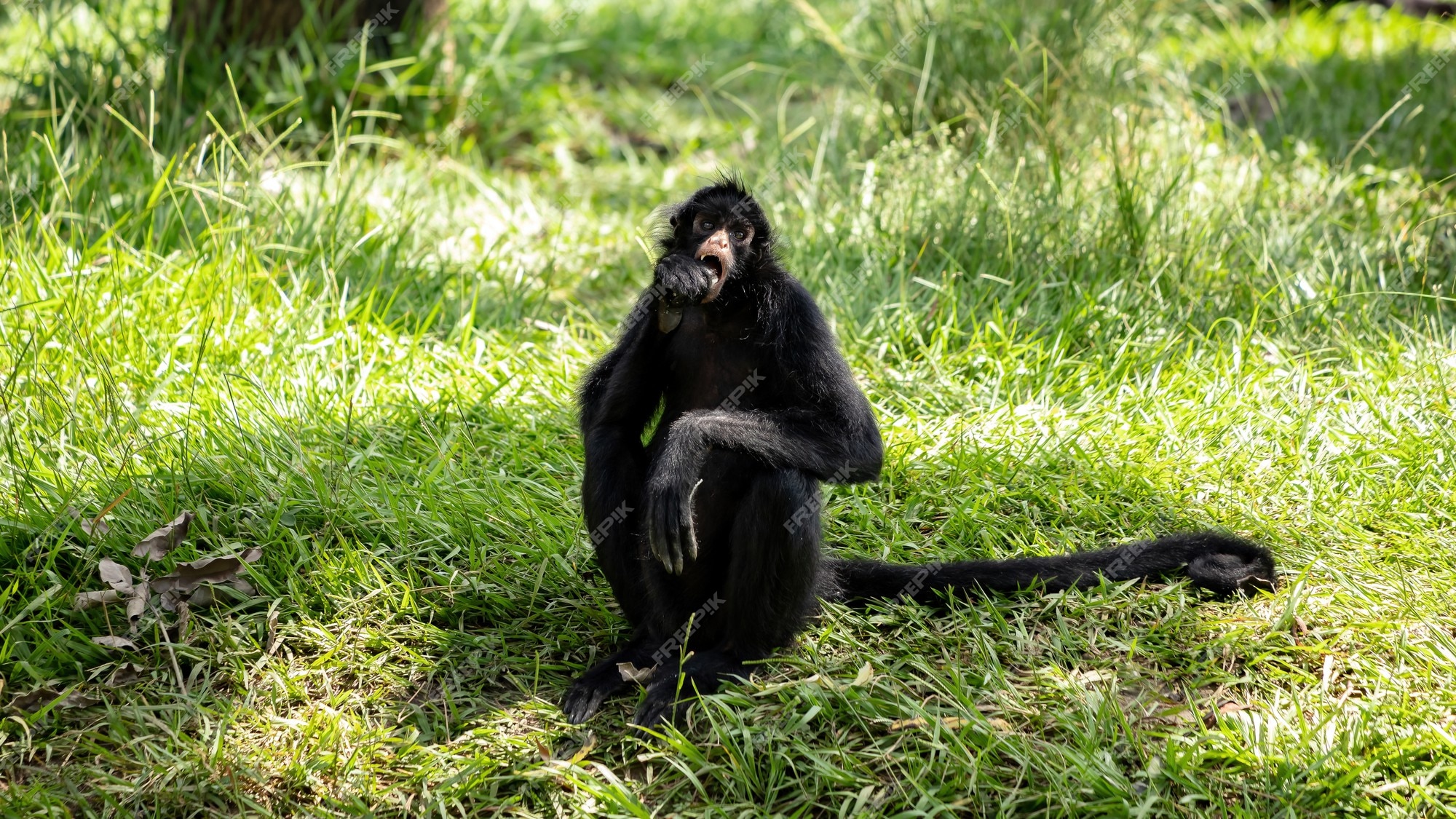 Foto De Stock Macaco-Aranha Preto, Royalty-Free