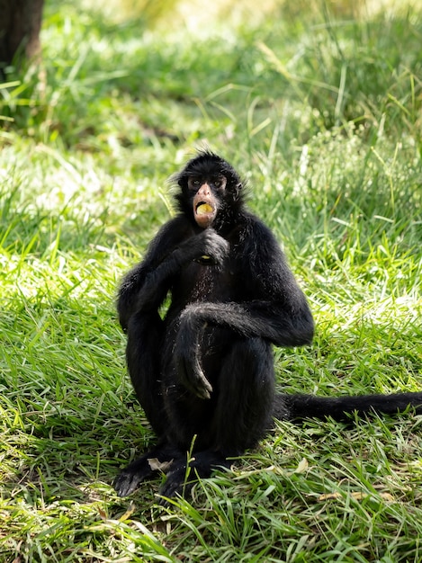 Macaco-aranha-preto-de-cara-preta da espécie Ateles chamek