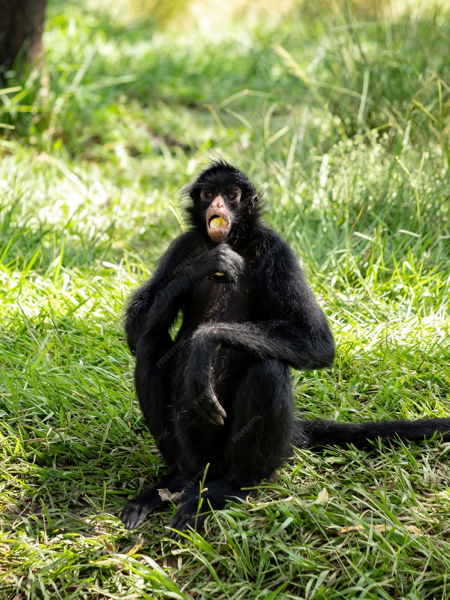 Macaco-aranha Cara Preta – Agência Municipal de Turismo, Eventos e Lazer