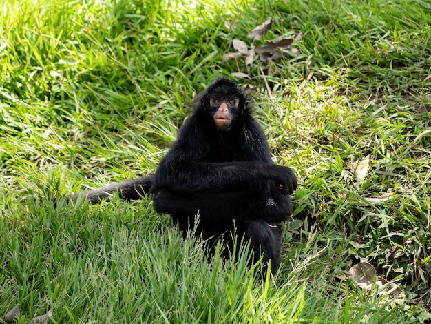 Macaco-aranha-preto-de-cara-preta da espécie ateles chamek