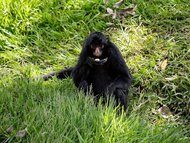 Macaco-aranha-preto-de-cara-preta da espécie Ateles chamek