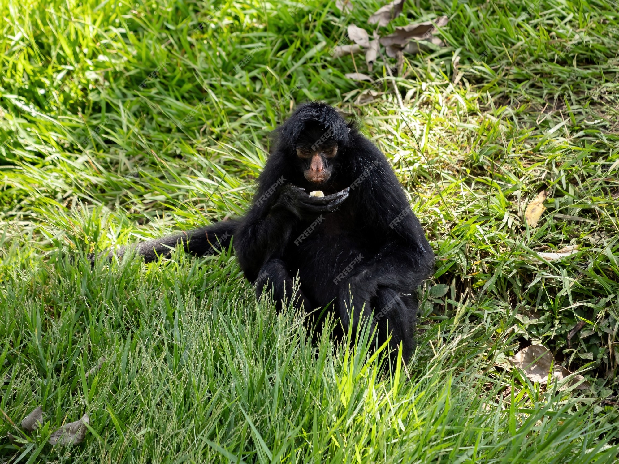 Foto de Preto Macacoaranha e mais fotos de stock de Macaco-aranha