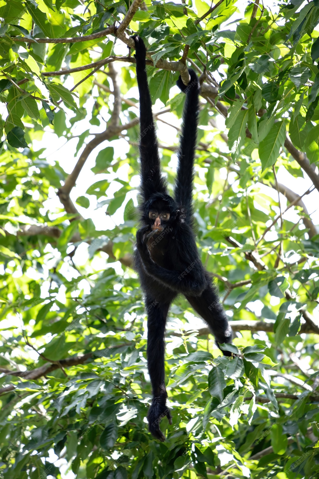 Macaco-aranha-preto-de-cara-preta Da Espécie Ateles Champek Foto