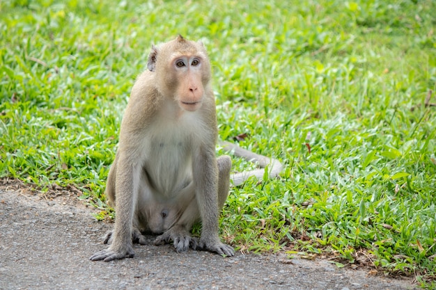 Macaco asiático sente-se em um parque