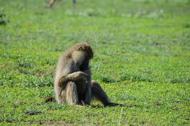 Macaco - babuíno sentado na savana, Quênia, África