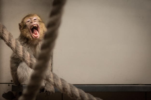 Foto macaco bárbaro agressivo uivando no zoológico