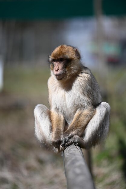 Foto macaco-bárbaro