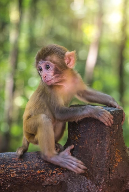 Macaco bebê fofo em uma cerca de madeira