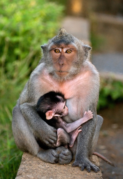 Macaco con un bebé. Indonesia. La isla de Bali.