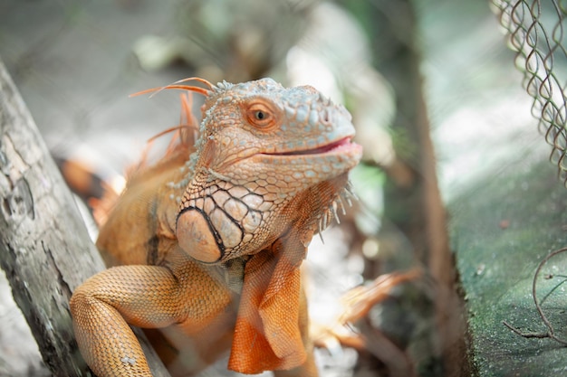 Foto macaco belo animal e seu retrato no camboja