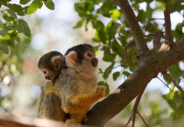 Macaco bonito com um filhote em uma árvore